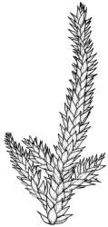 Camptochaete deflexa. Branch detail. Drawn from D. Glenny 89-466, CHR 527742.
 Image: R.C. Wagstaff © New Zealand Institute for Bioeconomy Science 2026 CC-BY 3.0 NZ
